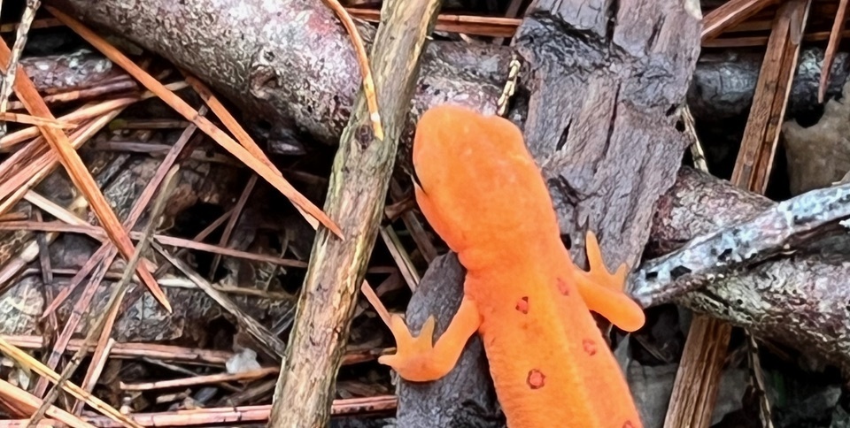 Forest Bathing with Todd Lynch - May 17